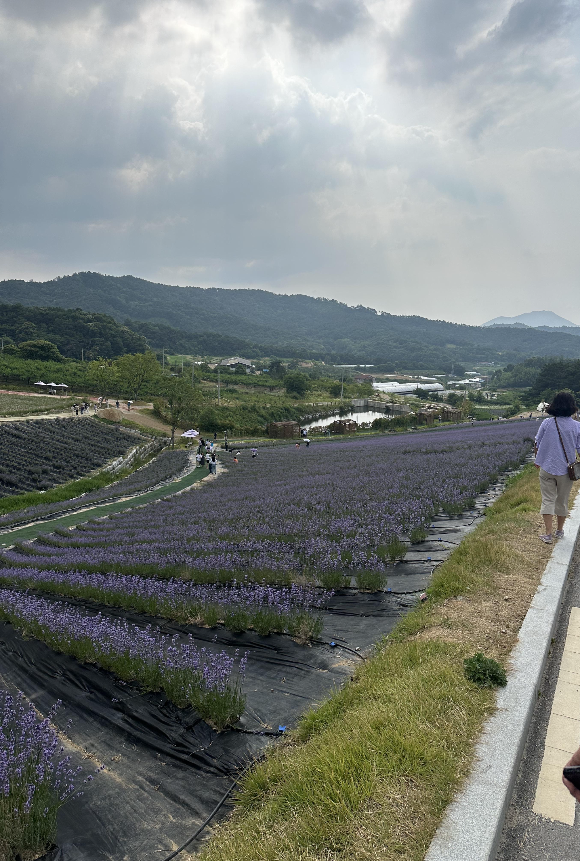 2024 정읍 허브원 라벤더 축제