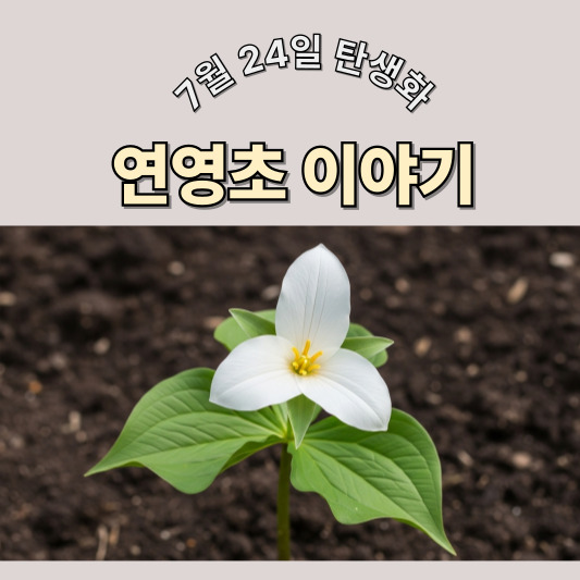 7월 24일 탄생화, 연영초