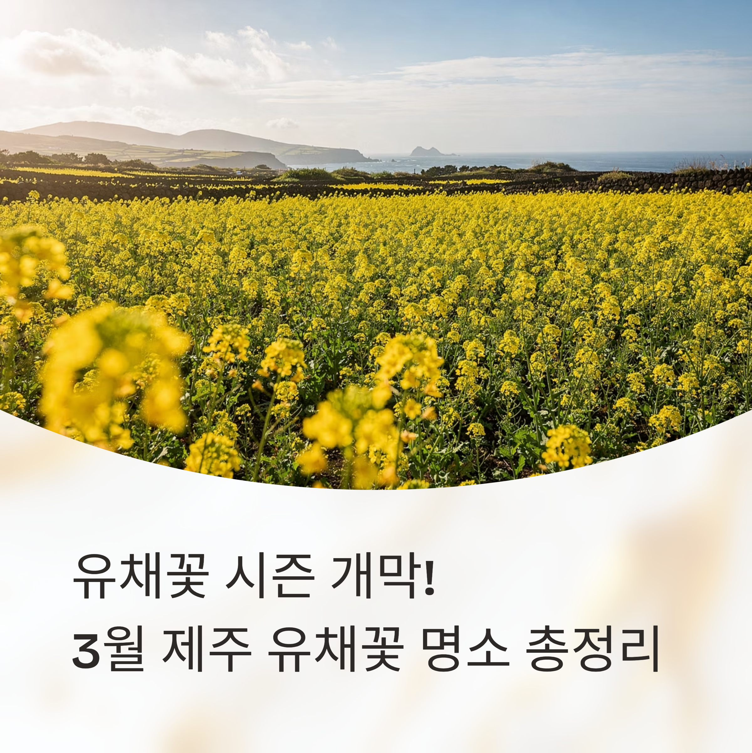 유채꽃 시즌 개막! 3월 제주 유채꽃 명소 총정리