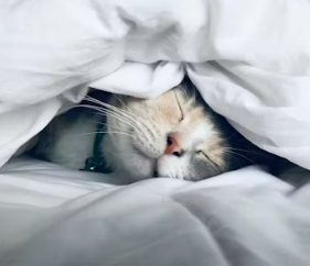 대상포진 치료방법 진단 기준 합병증