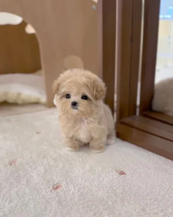말티푸 단점 장점 성견 크기 분양가격_10