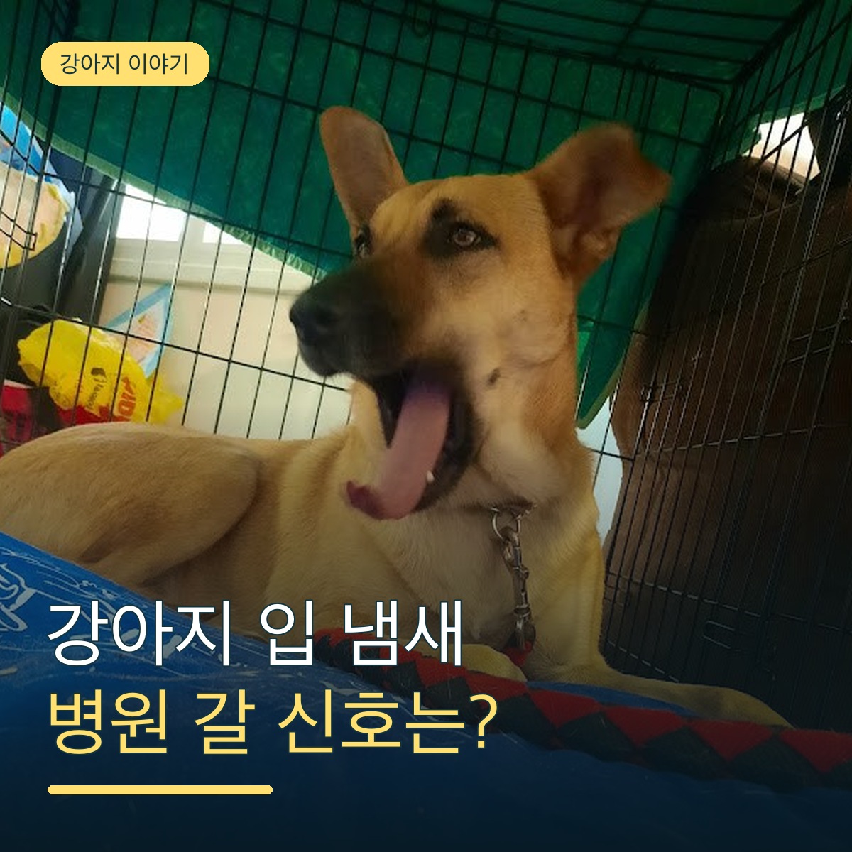강아지 입 냄새, 사료 탓일까 치아 탓일까? 병원에 가야 하는 냄새 구별하기
