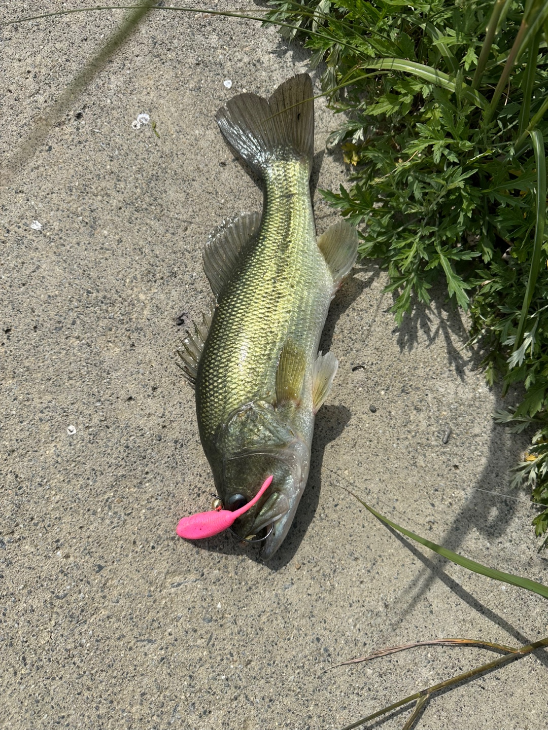 버징으로 잡은 배스 사진