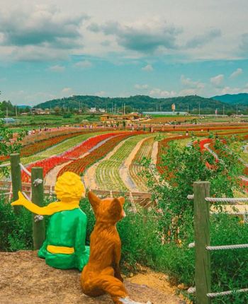 가을에 만난 붉은 바다, 철원 맨드라미 꽃밭 여행기