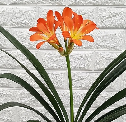 겨울 꽃 군자란