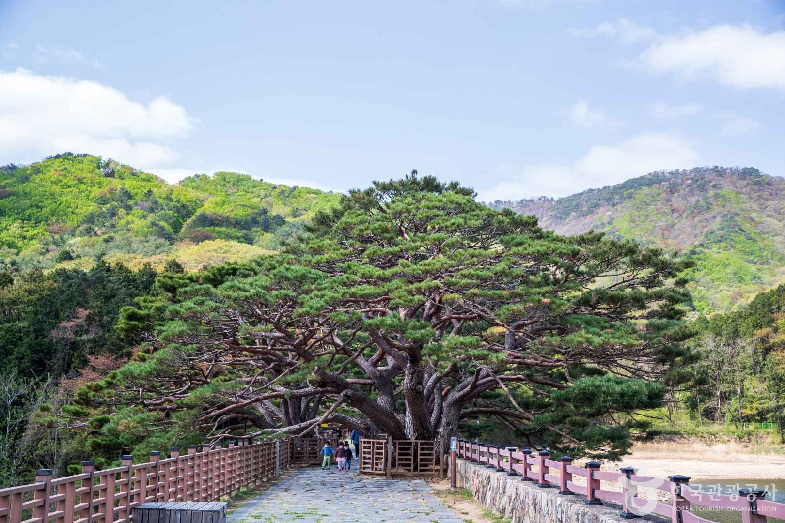 양산 법기수원지 반송나무