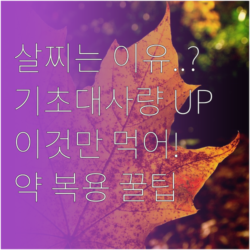 갑상선 기능저하증 기초대사량 높이는 ..