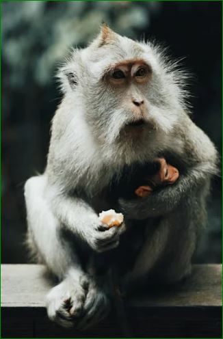 원숭이 바이러스