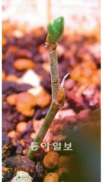 꺾꽂이 번식 시기선정 도구준비 삽목토관리 뿌리내리기 쉬운 식물_7