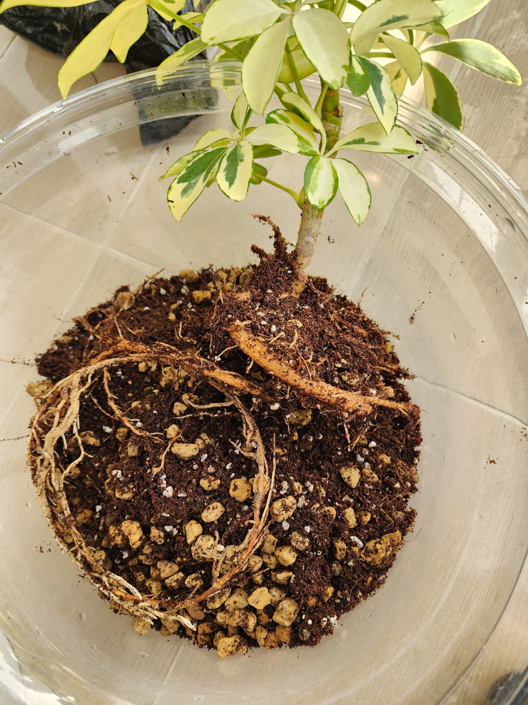 화분에서 꺼낸 칼라홍콩의 뿌리상태