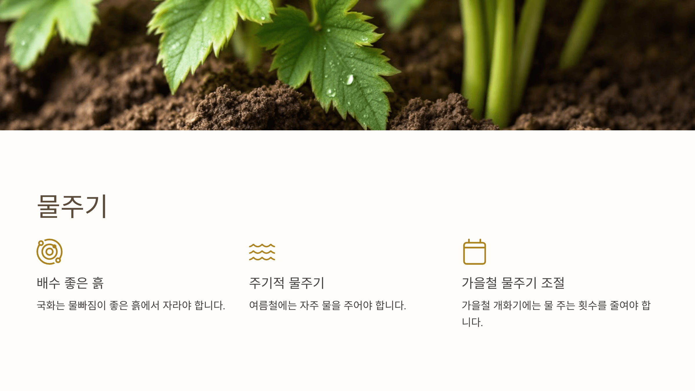 국화꽃과 관련된 사진입니다.