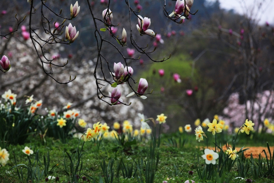  제 7회 천리포 수목원 목련 축제 특징