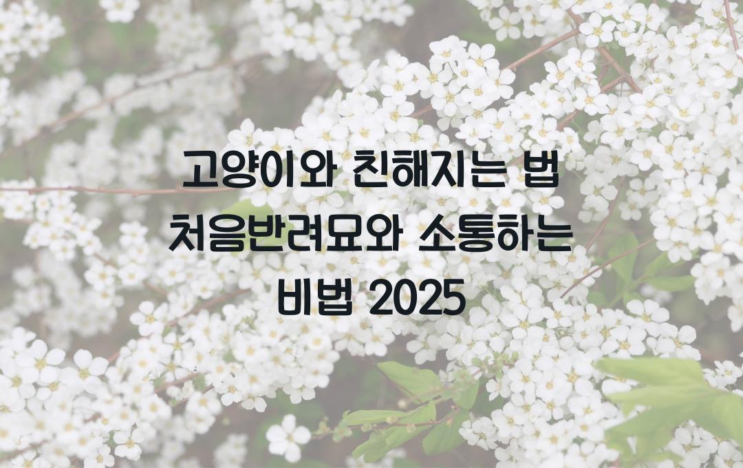 고양이와 친해지는 법! 처음 만난 반려묘와 교감하는 방법