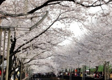 진행 군항제의 산책로 풍경