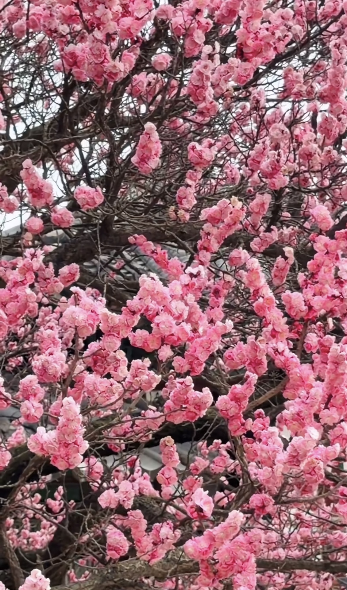 창경궁 매화 실시간 개화 현황&amp;#44; 서울 꽃구경 추천 창경궁 데이트 코스 🌸 관련사진