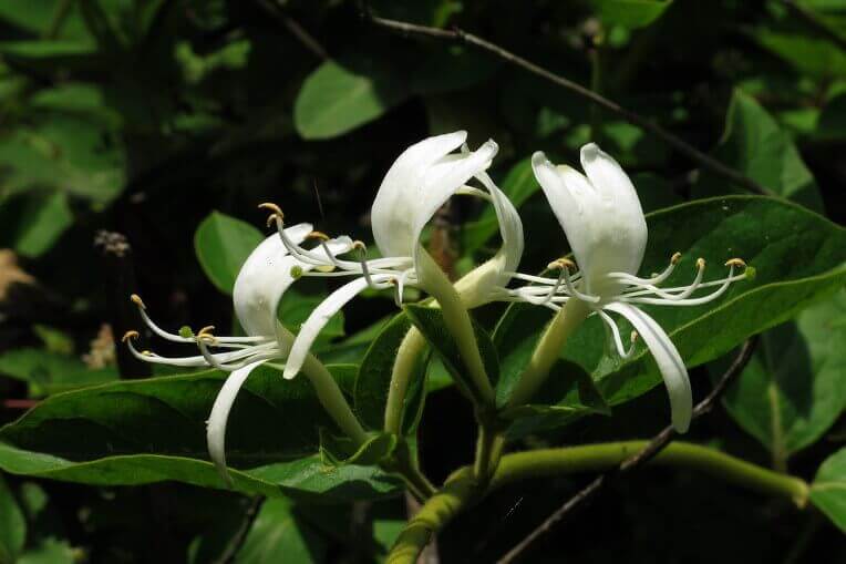 금은화(인동초) 9가지 효능 및 부작용과 복용법