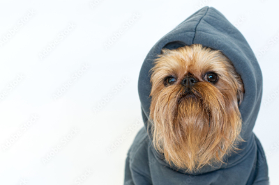브뤼셀 그리펀(Brussels Griffon)이미지