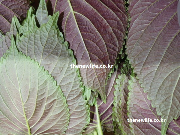 자색 깻잎 효능 페릴 알데히드 성분의 살균 작용 실사진