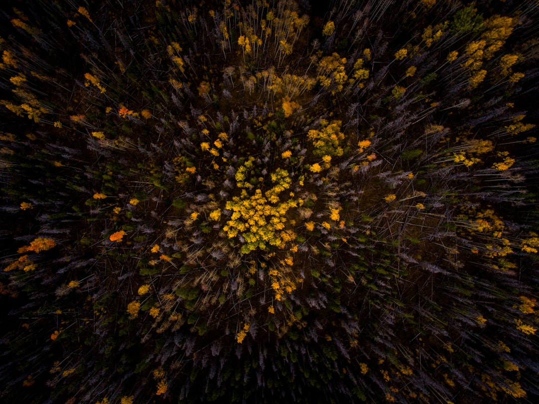 Cluster.