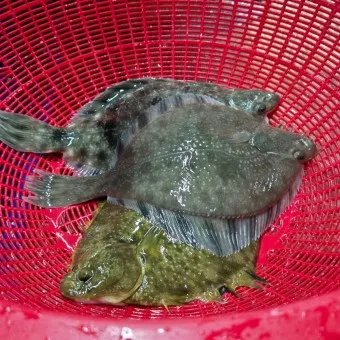 봄 도다리 제철 효능 레시피_7