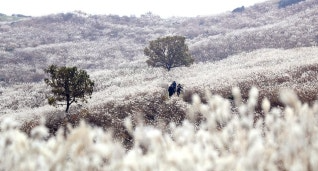 황매산 억새축제