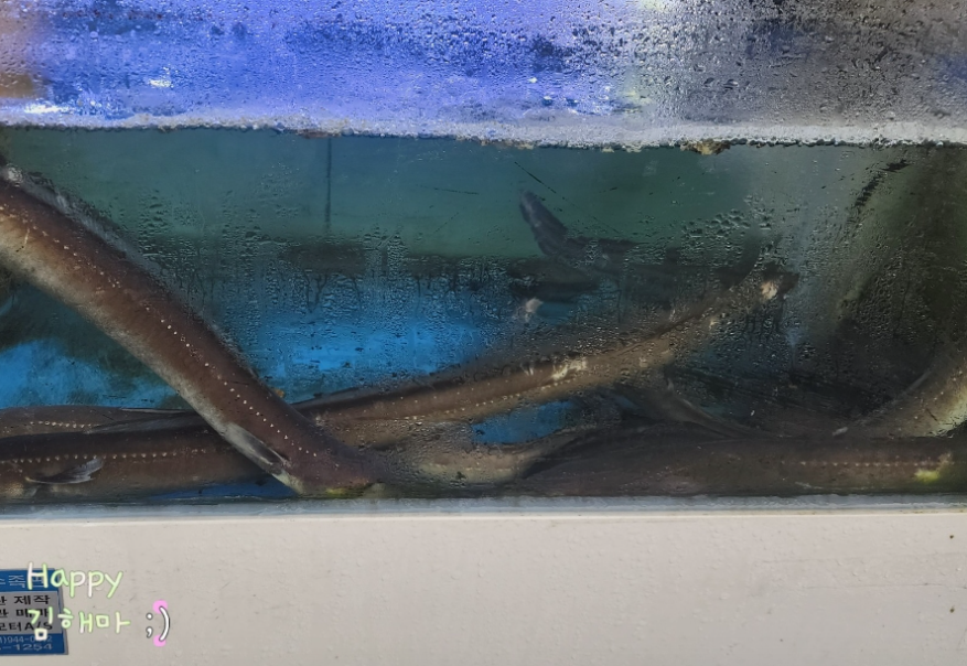 금촌동 장어 맛집 벌떡장어 꼼장어