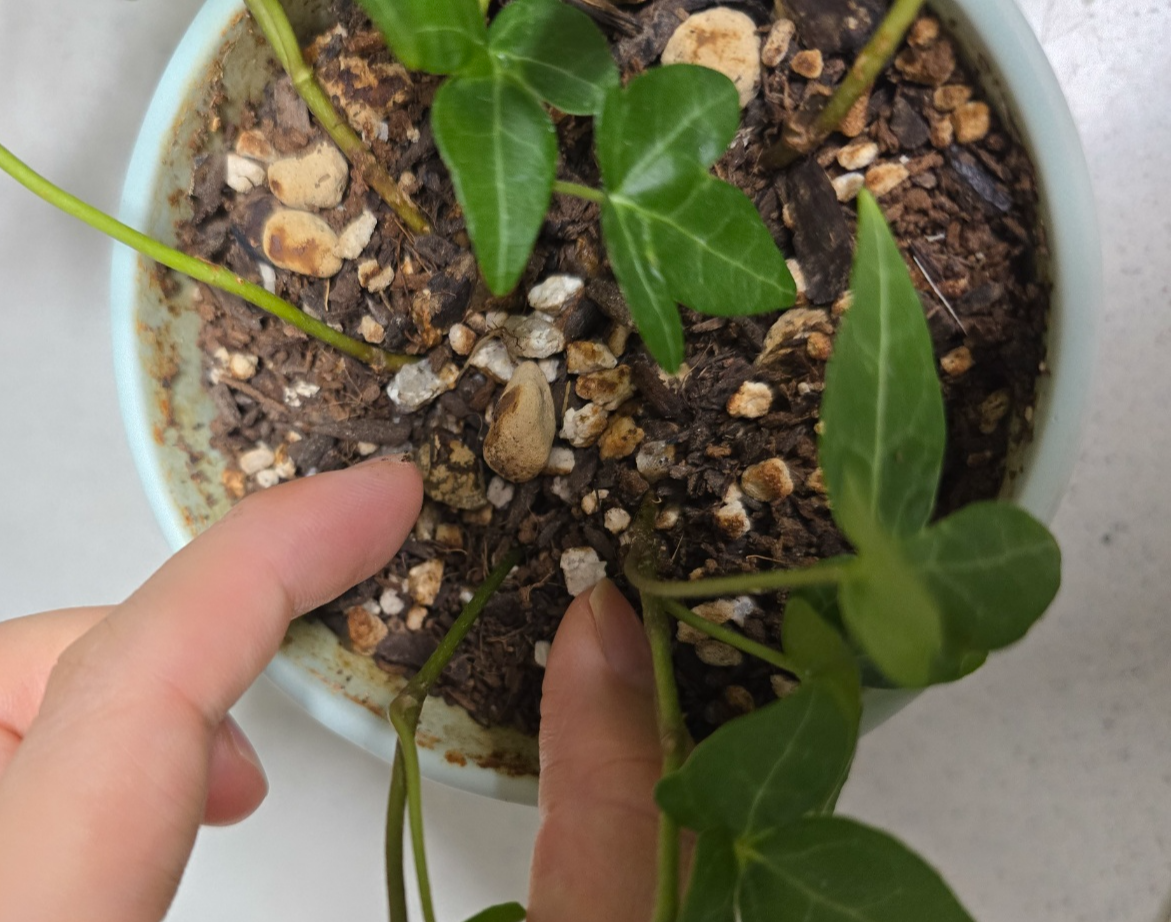 흙속에서 잘 고정이 되도록 흙을 덮어주어요