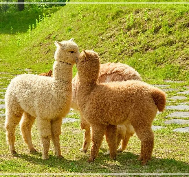 홍천-알파카월드-입장료-할인-이용-시간