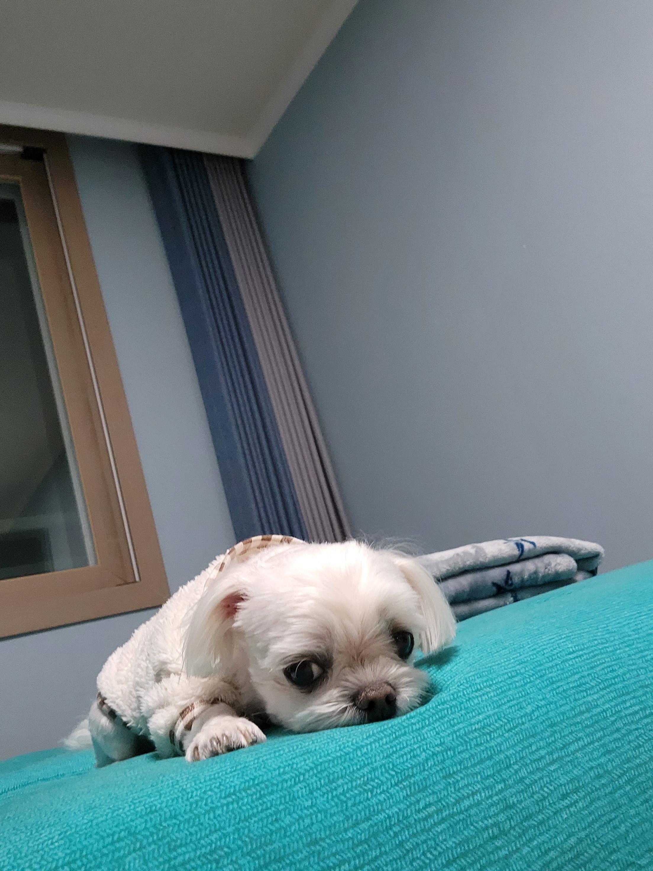 또리