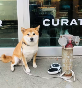 애견미용샵 창업에 대하여 알아보기