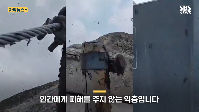 러브버그 퇴치방법