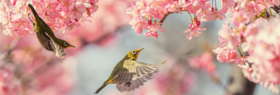 2025 진해 군항제 일정 및 벚꽃 축제