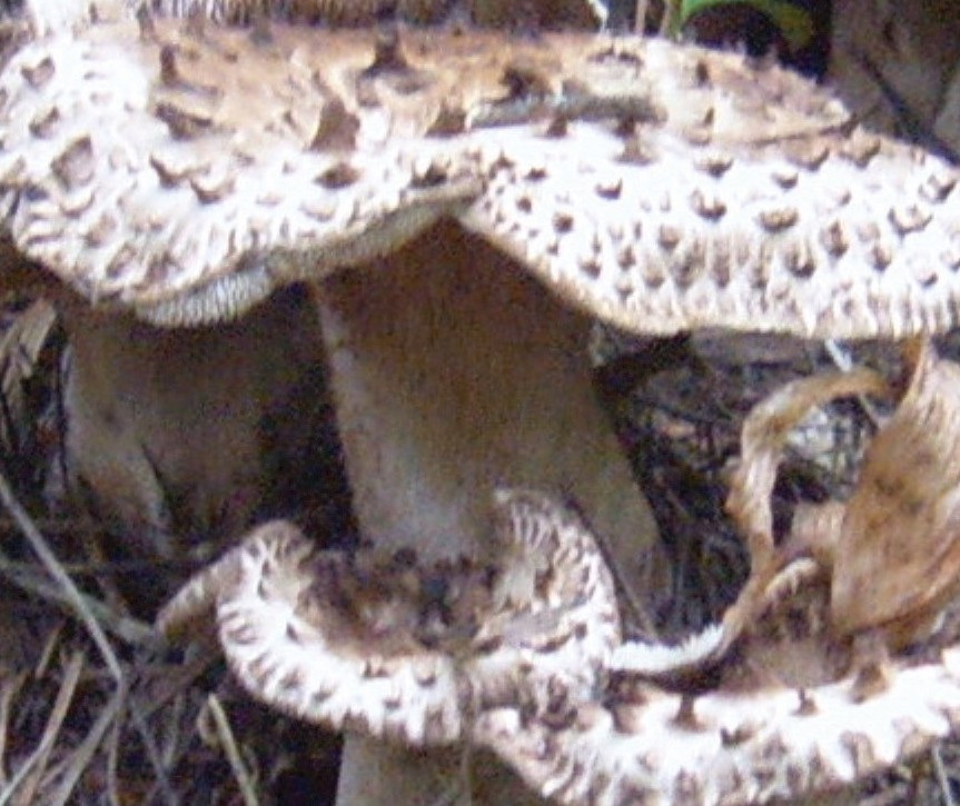 능이버섯 부작용