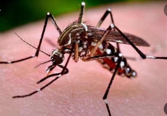 🌍 기후 변화와 함께 퍼지는 새로운 위협, 치쿤구니야열병이란?