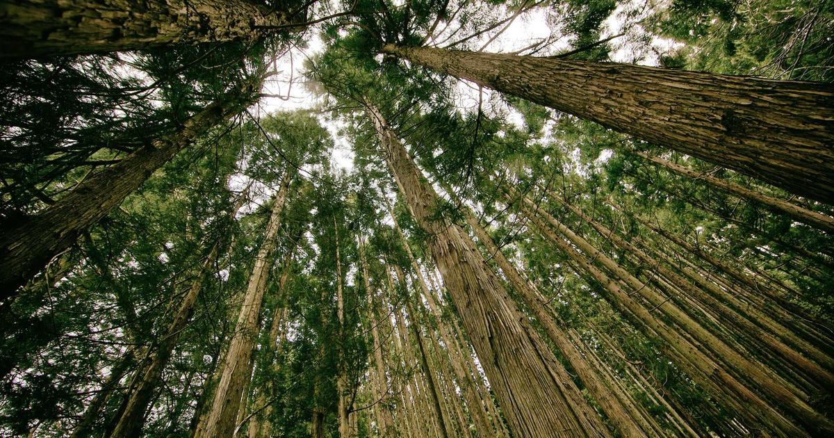 person looking at AI dashboard on tablet, learning