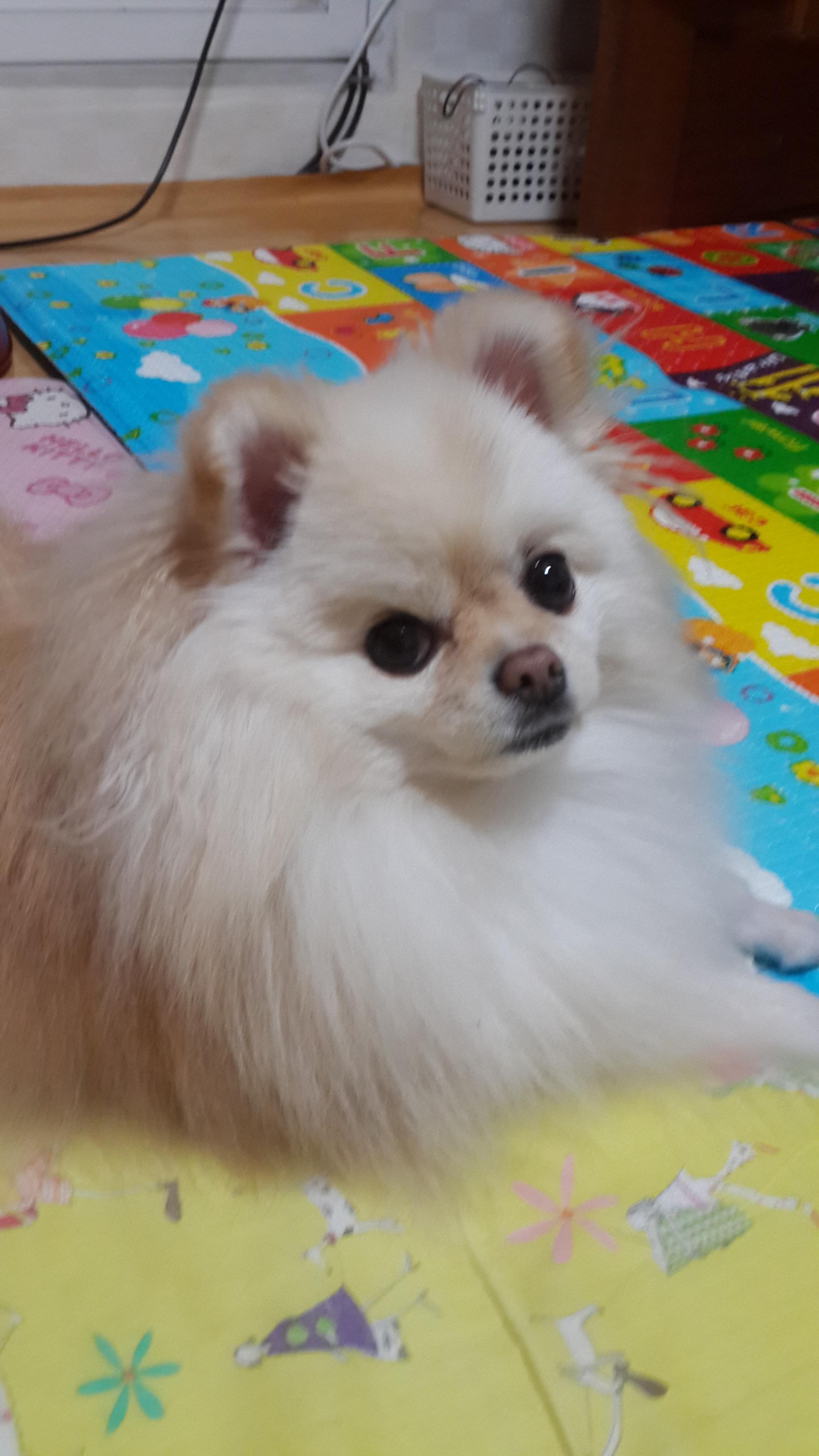 강아지가 싫어하는 행동 : 싫어하는 행동 23가지