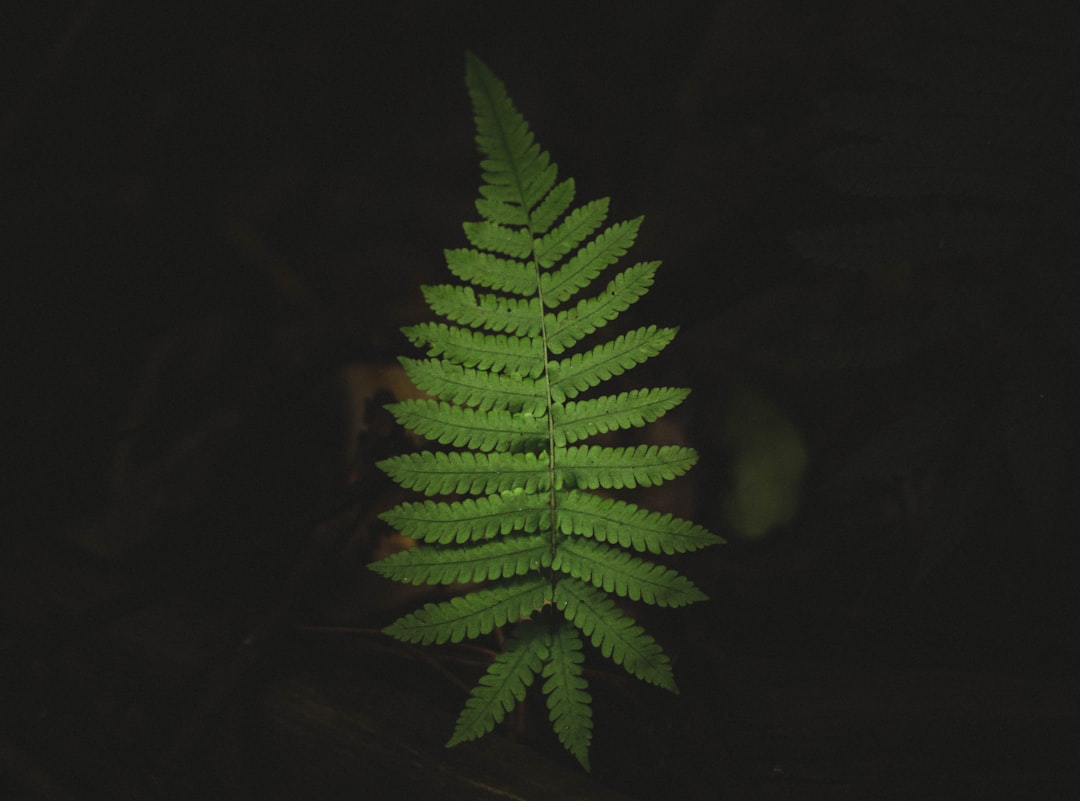 Fern