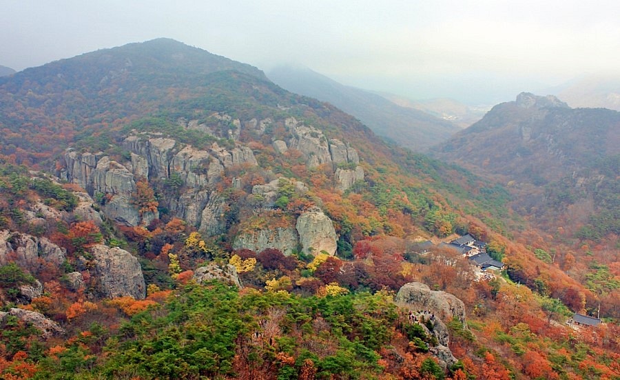 고창 청농원 라벤더 축제