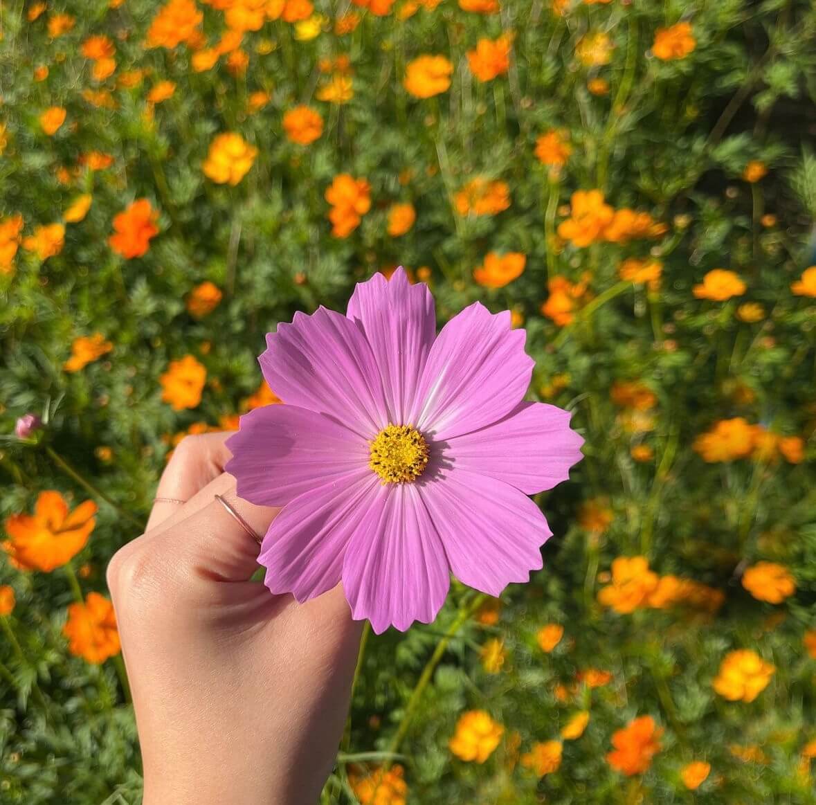구리 코스모스축제