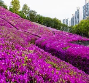 철쭉이 흐드러지는 봄날, 2025 군포 철쭉축제