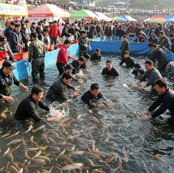 송어축체에서 물고기를 맨손으로 잡는 이미지