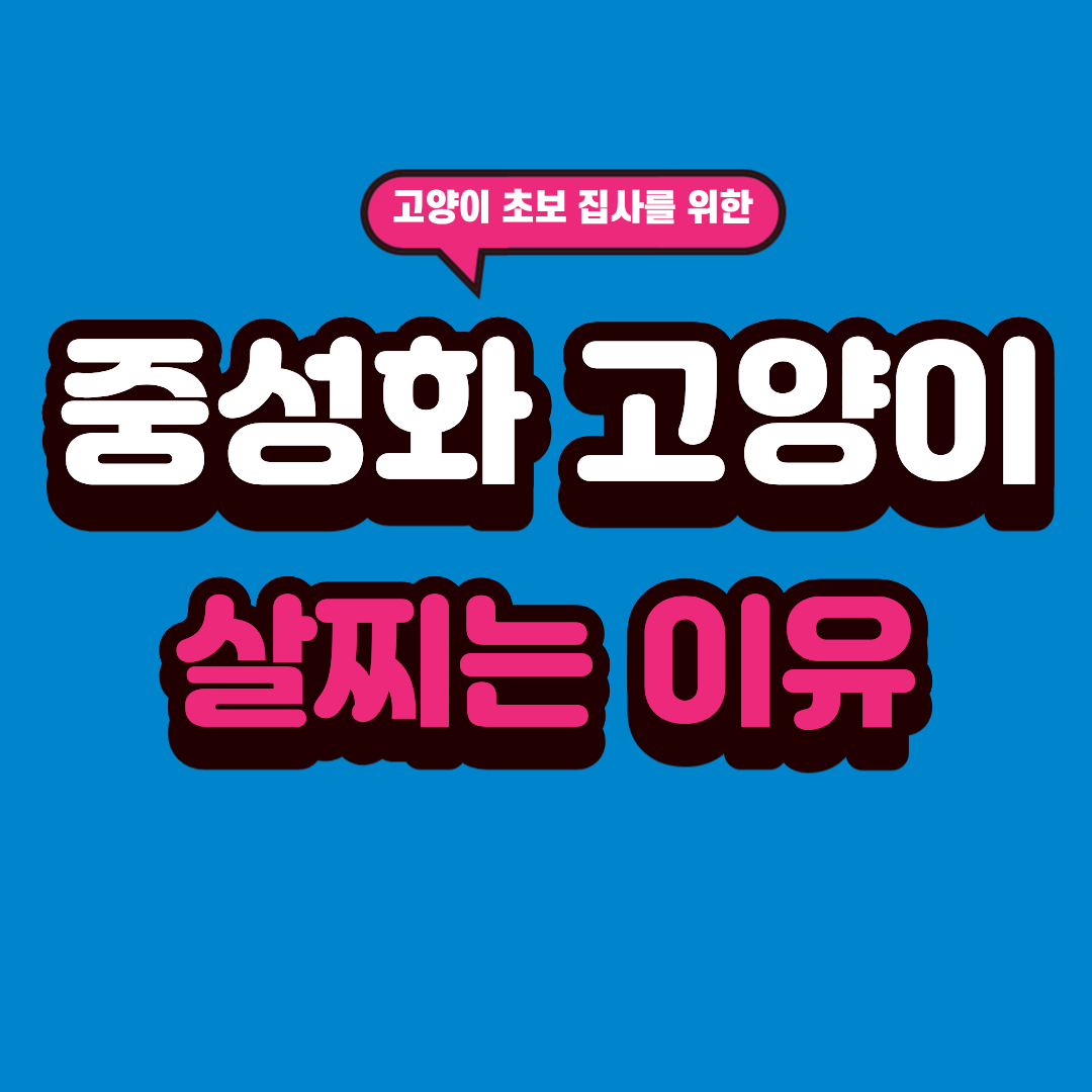 중성화 고양이