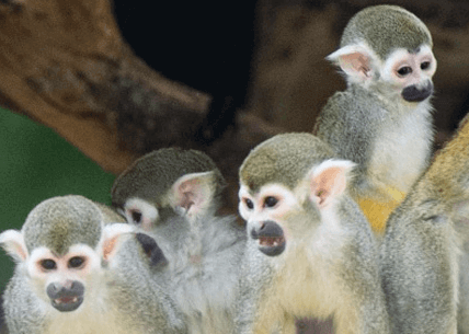 에버랜드-자유이용권-할인