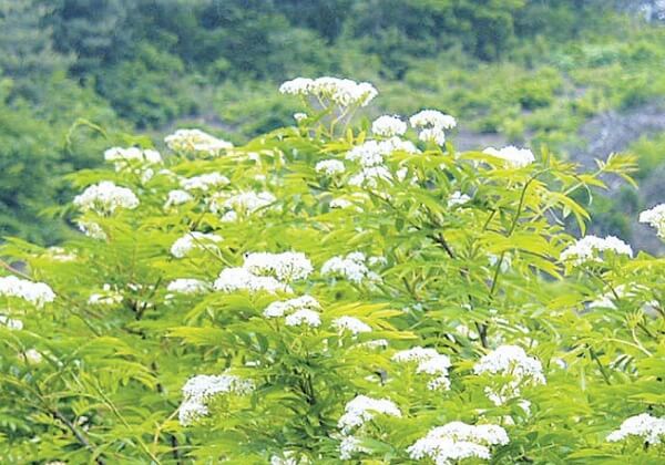 마가목-꽃과-열매