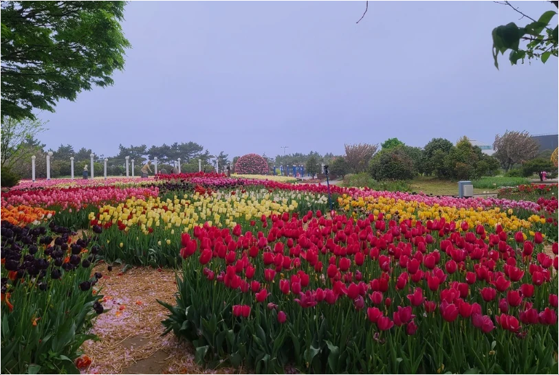 2025-태안-세계-튤립-꽃박람회