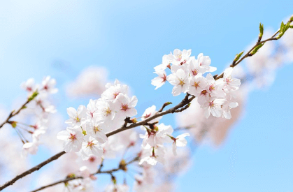 진해 군항제 무료 주차장 셔틀버스 실시간 교통상황 확인하기와 관련된 벚꽃사진
