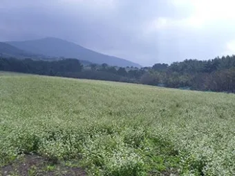 메밀 재배 파종 적기 배수 관리 비료 절감 요령_6