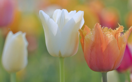 아파트 문화의 변화와 이웃 공동체의 회복 가능성