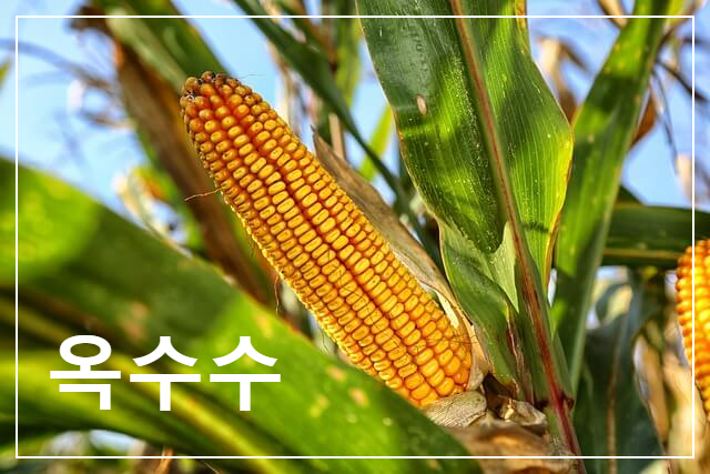 옥수수