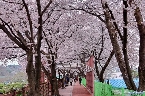 장미공원 벚꽃길